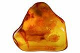 Detailed Fossil Fly (Diptera) In Baltic Amber #173634-1